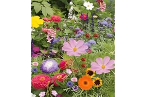 GÉNÉRIQUE 500 Graines Mélange Fleurs Gazon Jardin Japonais - 26 Espèces Mélangées - Centaurée - Lin etc... - 326