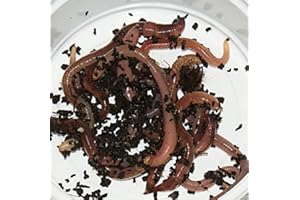 Feeders & more 15 Stück große Rotwurm Dendrobena Angelköder Kompostwürmer Angelwurm