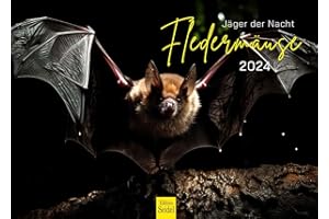Edition Seidel Premium Kalender Fledermäuse Jäger der Nacht 2024 Format DIN A3 Wandkalender Tierkalender Fledermaus Säugetiere