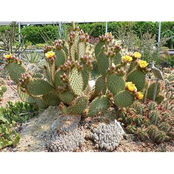 Kakteengarten 1 Pflanze winterharte Opuntia strigil