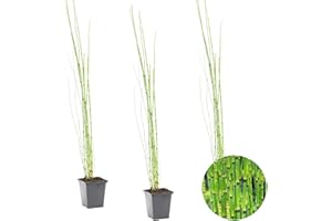 BLOOMIQUE 3 x Equisetum Japonicum – Pipa cava giapponese – Pianta da laghetto – Facile da pulire – 9 cm – 20-30 cm