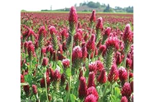 3000 graines de trèfle incarnat ou de graines de trèfle italiennes, améliorer votre sol de jardin, Cover-crop!