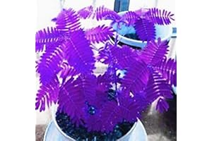 C-LARSS 100Pcs Diverses Graines De Mimosa Pudica De Couleur, Jardin Bonsaï Pot Plantes Décor À La Maison Violet Mimosa Pudica #