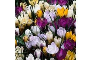 SCHONE 30 x Crocus Botanical Mixed – Perennial – Hearty Mixture of Multi-Coloured Crocus – for Your Beautiful Garden