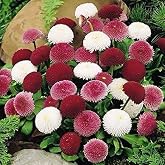 EvveBah&ccedil;e Karışık Katmerli Bellis Perennis Ponpon İngiliz &Ccedil;ayır Papatyası &Ccedil;i&ccedil;eği Tohumu(100 tohum)