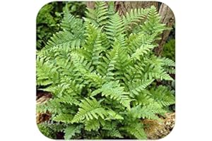GROWTANICAL Fern 'Dryopteris Filix-Mas Barnesii' Perennial Shade Lover Large Plug Plants x 3