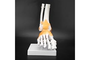 LIZEALUCKY Modello scheletrico del piede umano, modello anatomico delle ossa del piede Modello anatomico dell'articolazione della caviglia del piede dello scheletro umano adulto