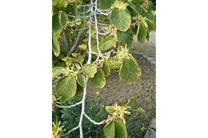 Tree Seeds Online - Hamamelis Virginiana Virginian Witch Hazel. 10 Seeds - 1 Packs