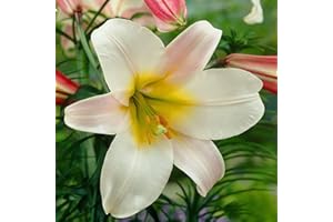 COOTO Giglio Bulbi Fiori Perenni da Esterno – Rizoma Giglio Regale - Bulbi Giglio Piante Vere da Esterno - Gigli Fiori - Semi Fiori Perenni Giardino - Lilium Bulbi Fiore