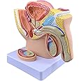 oiakus Human Male Reproductive System Anatomy Model, Male Prostate Pelvis Reproductive Urinary System Model, 1:2 Life-Size Males Anatomie Pelvis with Genital Model, for School Teaching Display