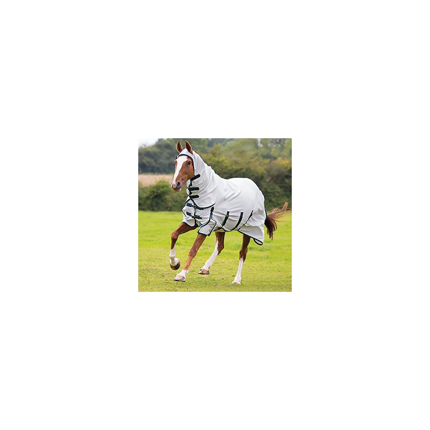 Horse ‘n’ Pony