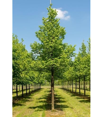 Pianta Di Pioppo Nero (Populus Nigra) In Vaso 18 Cm &ndash; Foto Reale, Albero Da Esterno