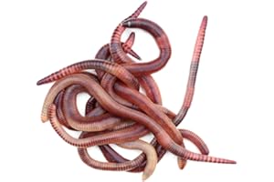 proinsects Dendrobena 0,5 kg oder 1 kg | groß, mittel oder klein | Kompostwürmer | Regenwürmer | Angelwürmer | Riesen-Rotwürmer