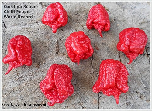 20 Samen ''CAROLINA REAPER'' Chili -WELT REKORD CHILLI- mit Spitzenwerten von über 2.000.000 Scoville