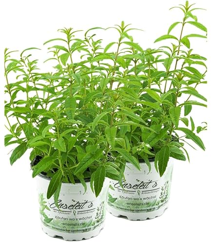 Arabischer Jasmin - Jasminum sambac - 12cm Topf : Amazon.de: Garten