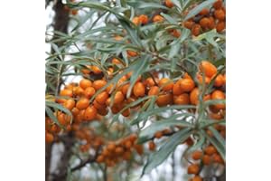 BAUMSCHULE WEDROWSKI W Sanddorn Luchistaja weiblich 1L Pflanze für Anfänger und professionelle Gärtner - Ideal für Kleingarten, Garten - Schöne Pflanze mit ungewöhnlichen Blüten - Genießen Sie jeden Tag ihre Farben