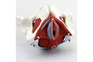 ZXCVB Pelvis Femenina Médico Anatómica con Órganos Extraíbles Modelo de Pelvis Femenina de Tamaño Natural para Medicina y Enseñanza
