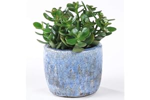Crassula Ovata Premium Money Tree Office Table Indoor Plant in 12 cm Pot
