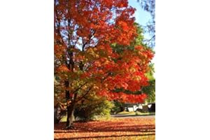 60 graines - érable à sucre, Acer saccharum (Nord), Graines Arbre (Couleur Showy automne, Hardy)