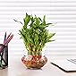 Nurturing Green Lucky Bamboo Two Layer Round Glass Pot