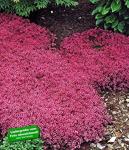 BALDUR-Garten Winterhart Bodendecker-Thymian Thymus, 3 Pflanzen