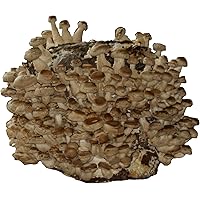 XXL BIO Shiitake Kultur zum selber züchten I Hawlik Pilzbrut I kinderleicht anbauen und ernten