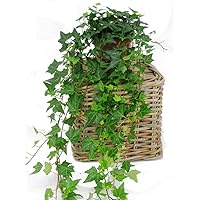 Hedera helix 'Pittsbourgh'- Efeu mit langen Ranken- echte Pflanze im 13 cm Topf