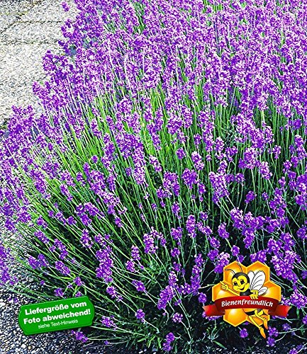 BALDUR-Garten Blauer Lavendel Lavandula, 3 Pflanzen