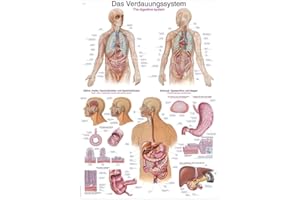 ERLER-ZIMMER Lehrtafel"Das Verdauungssystem", 70x100cm