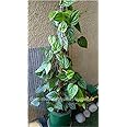 Cloud Farm Betel Leaf/Banarasi Maghai Paan Rare Healthy Live Plant, Medicinal Herb Pack of 1 CF_54