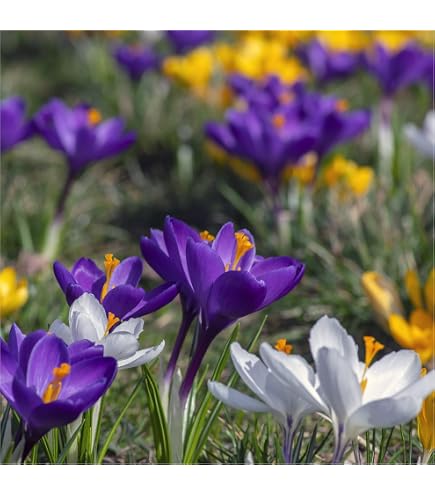 Botanische Krokus-Zwiebeln Orange Monarch – 10 Stück, Zwiebelumfang 5/7 – Winterhart, Blüte Feb–Mär