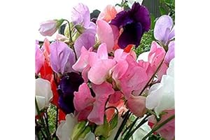 PRETTY WILD SEEDS 230 Sweet Pea Mammoth Seeds in Pictorial Packets Large Packets