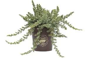 Vannucci Piante - Juniperus conferta 'Blue Pacific', Ginepro, Pianta vera in vaso, Pianta da terrazzo (cod. 22)