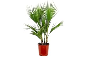 Bloomique - Washingtonia Robusta - Palmier éventail mexicain - Palmier rustique - Plantes de jardin - Hauteur 80-100 cm - Pot 21 cm