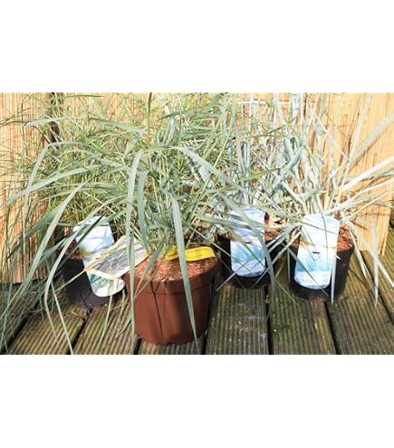 6er-Set Strandhafer - Ammophila Arenaria: Kstencharme im 9x9cm Topf. :  Amazon.de: Garten