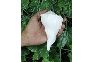 ASHIRWAD Dakshinavarti Original Shankh Valampuri Sangu Rechtshänder Lakshmi Shankh Muschel (17,8 cm)