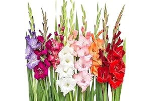 BSPTYY 20 pezzi Mix Gladiolus Bulbs Tuberi per piantare Aroma fresco Decorativo Giardino domestico Balcone Cortile Può essere raccolto tutto l'anno
