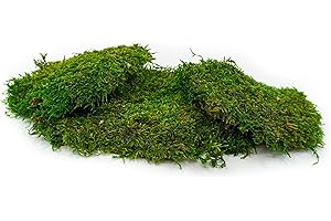 clorophilla. Musgo - Plato estabilizado 100% natural, apto para paredes, decoración, jardines verticales – 300 g