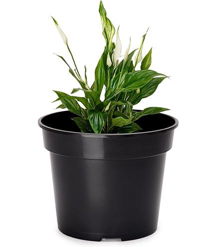 Geli Blumentopf 'Standard', anthrazit, Kunststoff: Amazon.de: Garten