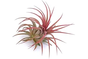 PLANDAIRE - Plante Aérienne Rouge Ionantha Vraies - Fille de l'Air Plante Tillandsia Ionantha Couleur Rouge Intense - Air Plante Interieur Naturelle Vivante - Plante Sans Terre - Usine d'Air (1)