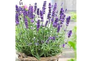 Carbeth Plants English Lavender Herb Plant 2 x 14cm Pots - Fragrant, Hardy Perennial - Ideal for Borders, Patio Containers & 