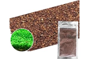 T-SHIN Aquarium Grass Plants Seeds,Aquatic Double Leaf Carpet Water Grass,Oxygenating Weed Live Pond Plant Seeds,Fish Aquatic Water Grass Decor,Easy to Plant Grow Maintain (Green-LDL)
