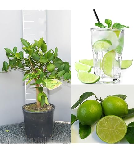 Coltivare e prendersi cura di un albero di limone in vaso: la guida completa - trucchi casa e