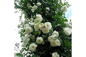 Saterkali Semi di rosa rampicante, 100 pezzi/borsa Semi di rosa rampicante Colture a crescita rapida Colture dai colori vivaci Piante da giardino Semi per cortile Bianco Semi Di Rosa