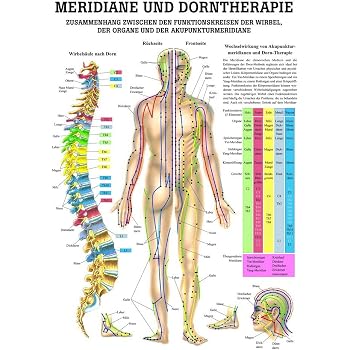 Ruediger Anatomie Mipo60 Zahne Kiefer Und Kiefergelenk Tafel 24