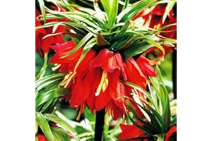 COOTO 1x Fritillaria Imperialis Bulbos Flores Rojas Naturales Fritillaria Bulbos Flores Primavera Rubra Maxima
