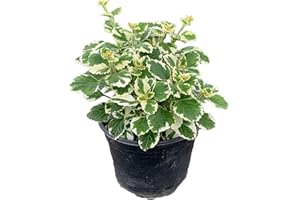 DECOALIVE Planta del Dinero Bicolor Plectranthus Coleoides Planta Natural de la Suerte