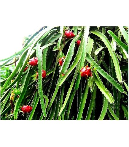 Drachenfrucht Hylocereus monacanthus Pflanze ca.120-140cm, Pitaya Pitahaya  Kaktus : Amazon.de: Garten
