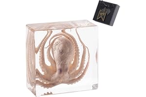 ‎1ST HEAVEN 1st Heaven Prepared Octopus, Real Octopus in Resin - Paperweight with Gift Box - Unique Home and Office Decoration, Gift for Nature Lovers and Curious People