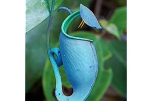 Saterkali Nepenthes Seeds 50pcs/Bag Nepenthes Seeds Decorative Tropical with Bag Carnivorous Plants Seeds for Home Blue Nepenthes Seeds